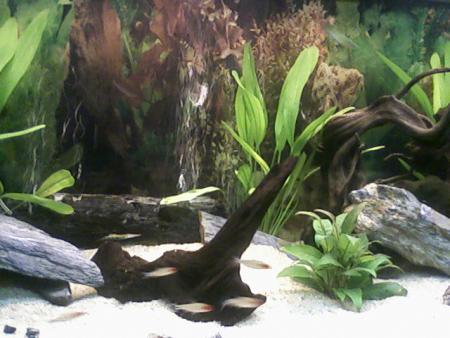 my beautiful aquarium!